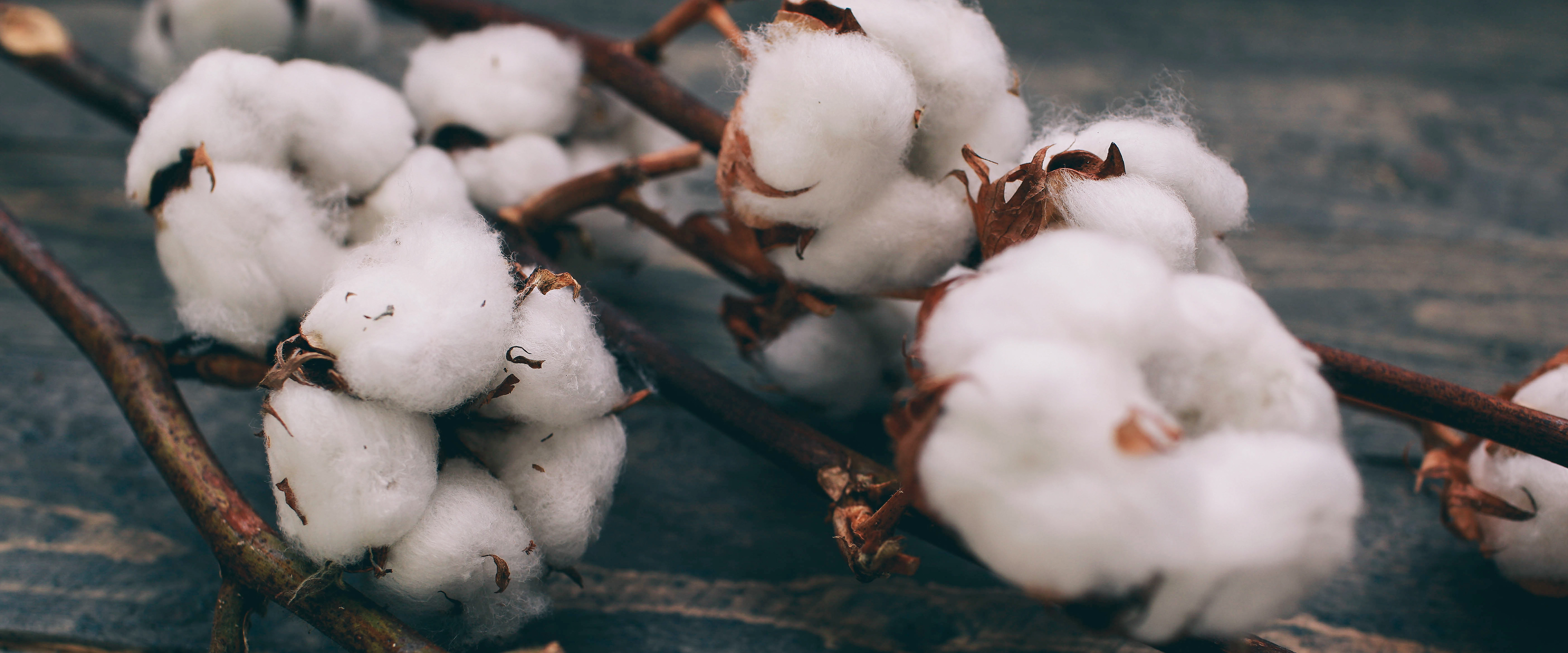 Plant Fiber